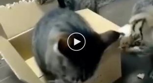 A selection of hilarious cats that seriously messed up