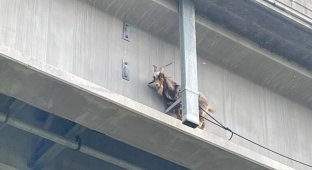 Козёл оказался на мосту на 25-метровой высоте, но был спасён (2 фото + 1 видео)