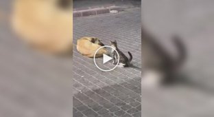 Кот нагло прервал сон пса