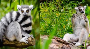 Lemurs abandoned trees - due to climate change, animals must make do with life on earth (3 photos)