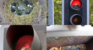 Птичьи гнезда в неожиданных местах (12 фото)