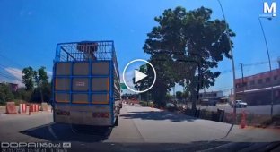 In Thailand, a piglet fell out of a truck and found a new home thanks to motorists