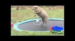 The sheep had fun on its owner's trampoline