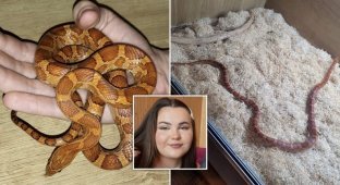 A woman found a neighbor's snake in bed (4 photos)