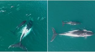 A pod of dolphins helped whales return to their migration route (5 photos + 1 video)