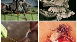 25 самых необычных и опасных паразитов (25 фото)