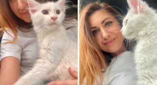 Юлия из Старого Оскола купила котенка, который за год превратился в огромного зверя (3 фото + видео)