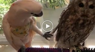 Любопытный попугай пытается привлечь внимание равнодушной совы
