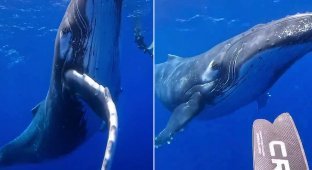 Дайверы столкнулись лицом к лицу с гигантским горбатым китом и запечатлели встречу на видео (5 фото + 1 видео)