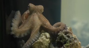 Навчив грати восьминога на піаніно! (4 фото + відео)