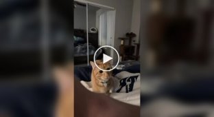 You won't get bored with a ginger cat