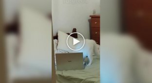 Дуже зайнятий кіт