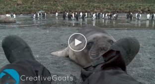 Зверское нападение морского слона на мужчину