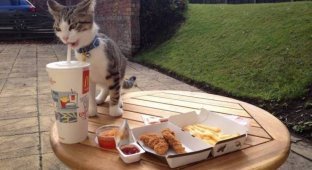 Прикольные картинки. Выпуск 3160