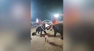 Драка слонов в Индии попала на видео