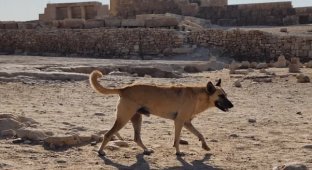 A dog on top of an Egyptian pyramid: journalists learned the name and living conditions of the dog (3 photos)