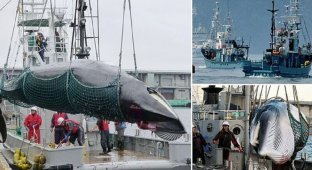Японцы вновь начинают охоту на китов (5 фото)