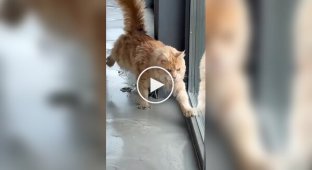 A cat was caught at the scene of a crime