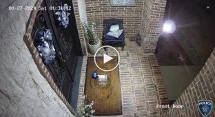 A cunning opossum stole a box of cookies from the porch