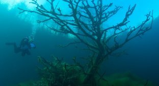 Голубое озеро – неизведанный подводный мир (10 фото)
