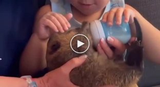 The family adopted a small beaver who began to build a dam in their house