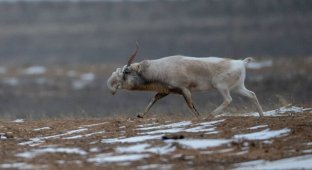 Сайгак: С чего начинается Россия? С рогов за 5000 рублей (10 фото)