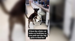 A dog helps find a cat that keeps disappearing before the shelter closes