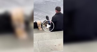 Сидим с бобром за столом, вдвоем