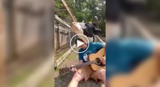 “Let's play!”: a cow who loves songs with a guitar