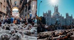 Why is the invasion of sheep in the capital of Spain in autumn (5 photos)
