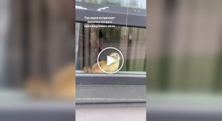 Реакция домашней лисички на возвращение хозяйки домой