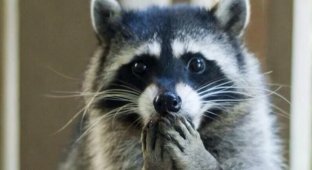 What a hairless raccoon looks like (4 photos)