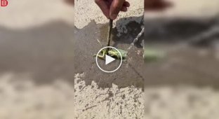 A guy saves a praying mantis from a parasite.