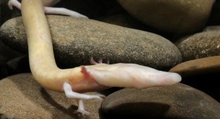 Протей: этот «призрак» глубоких пещер живёт столетие и может не есть 10 лет (9 фото)