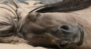 Как спят лошади (12 фото)