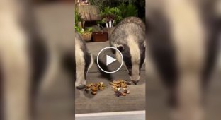 Внимание, барсуков покормили