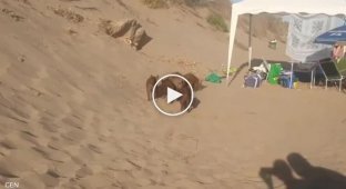 В Іспанії голодні кабани пробралися на пляж і вкрали у відпочиваючих їжу