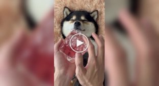 Собака живет свою лучшую жизнь