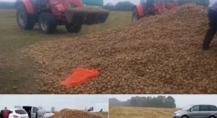 В Польше люди украли 150 тонн урожая у фермера из-за фейка в соцсетях (2 фото)