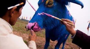 Зачем китайцы красят быков (9 фото)