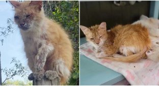 A mangy cat lived on the roof and was afraid to come down (5 photos)