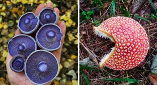 30 amazing finds of mushroom pickers and other gatherers (31 photos)