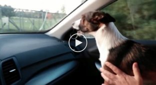The puppy cannot contain his joy when he finds out where he is being taken