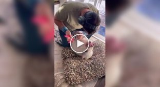 Manicure for a pig