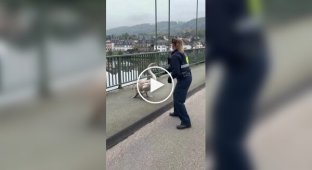Немецкая полиция поймала лебедя, который выбежал на трассу