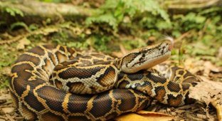 To save the planet, scientists have suggested that people eat pythons (3 photos)