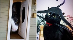 20+ любопытных котов, которых обнаружили там, где они быть не должны (30 фото)
