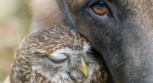 Необычная дружба между собакой и совой