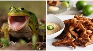 Scientists appeal to the French to stop eating frogs (3 photos)