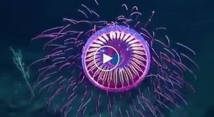 Rare "Medusa fireworks"